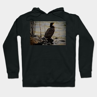 Cormorant resting in the winter sunshine Hoodie